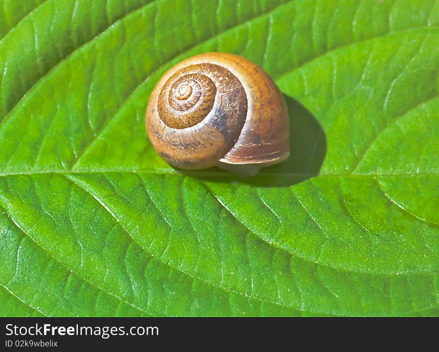 Garden snail on a leaf