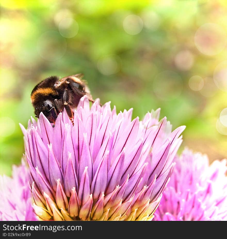 Bumblebee (Bombus)