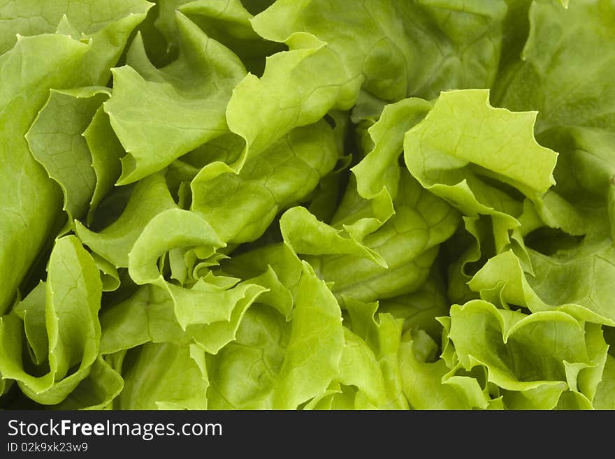 Close up of a fresh green lettuce background