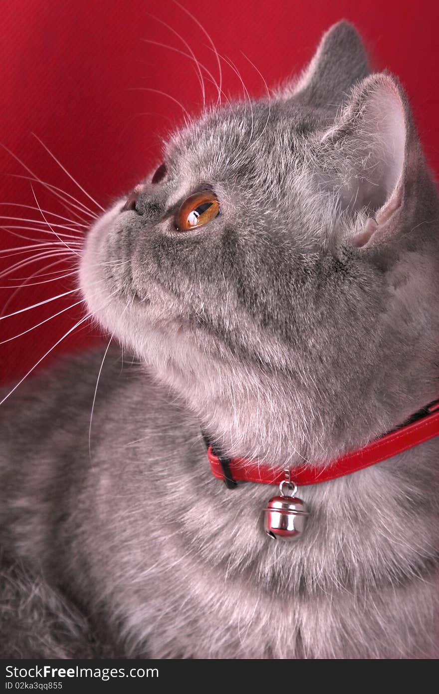 Portrait of a cat with a hand bell on a red background. Portrait of a cat with a hand bell on a red background