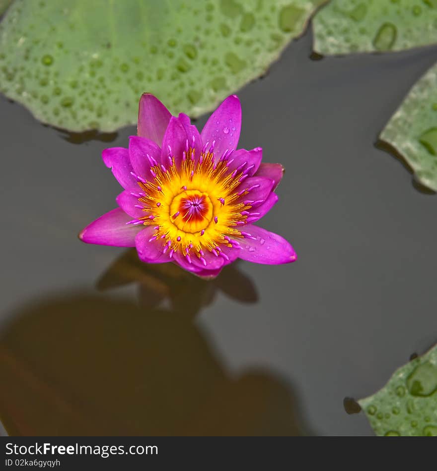 Pink lotus