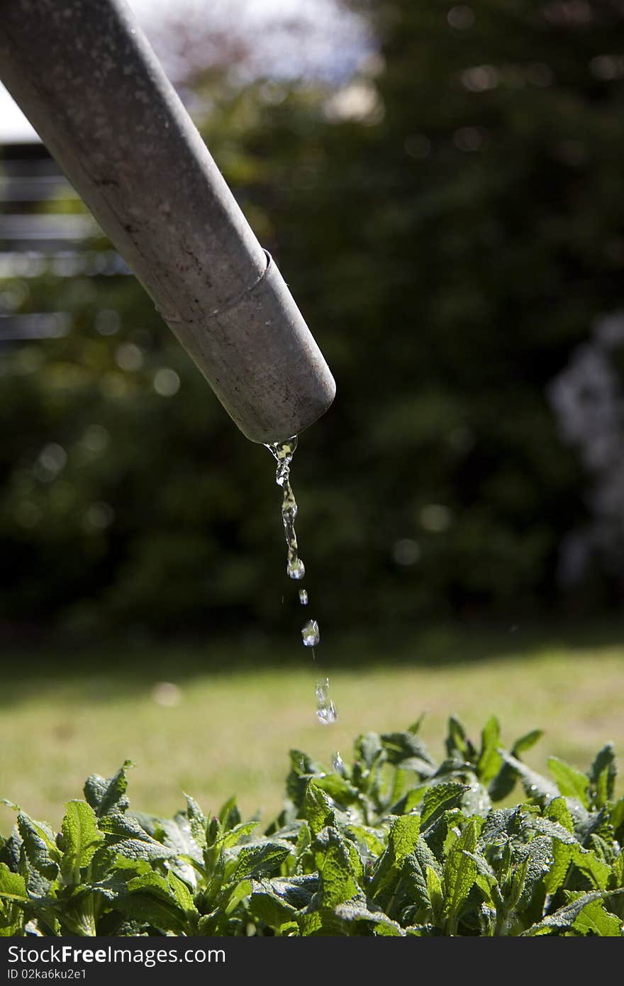 Only a few drops of water left in metallic watering can watering green plants.