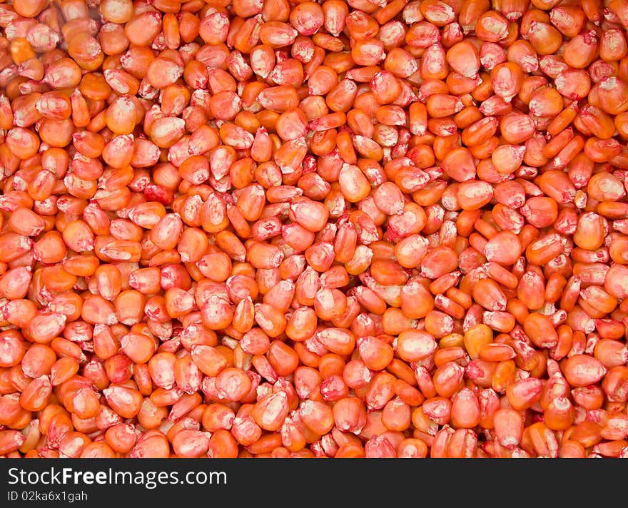 Grains of a red corn