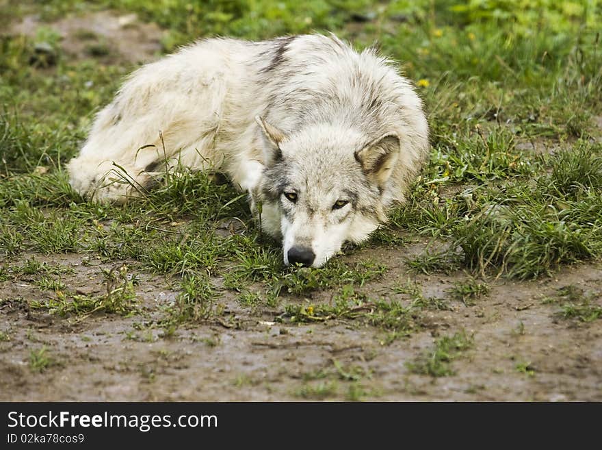 White Timer Wolf (Canis lupus lycaon) is lying on the floor behind the fence and is watching other wolfes. White Timer Wolf (Canis lupus lycaon) is lying on the floor behind the fence and is watching other wolfes.