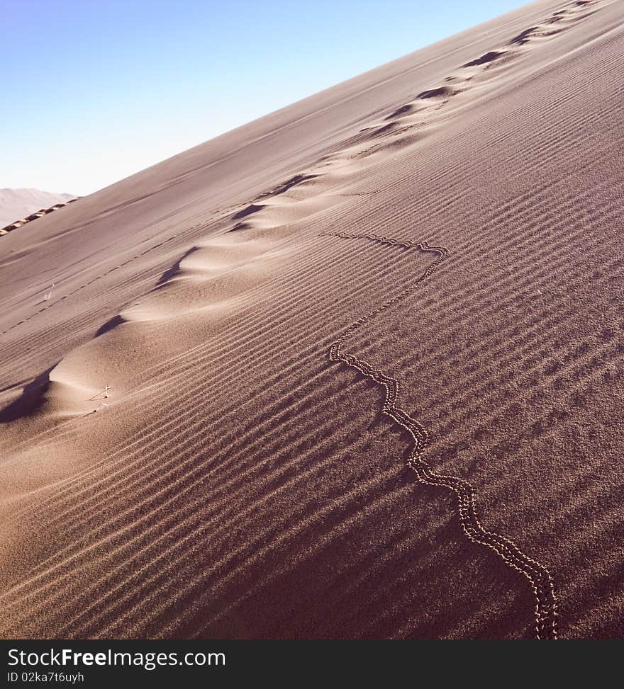 Insect footprints