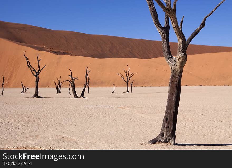 Dead tree in the dunes