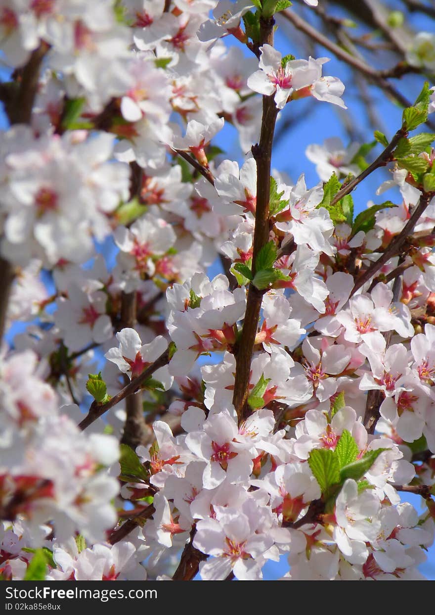 Blooming spring branch. Sakura flowers,