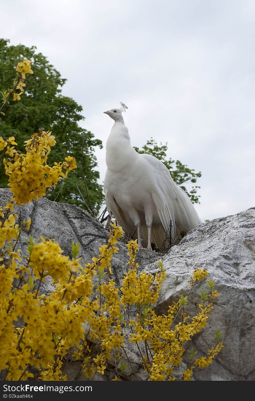 White peacock