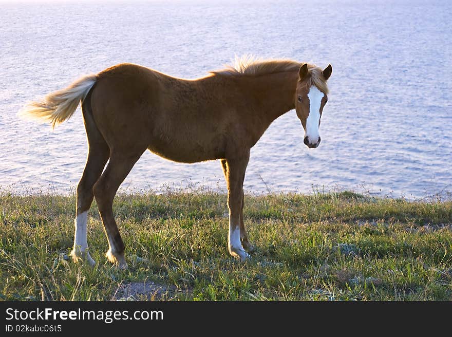 Horse browsing on the pasture in front of the sea