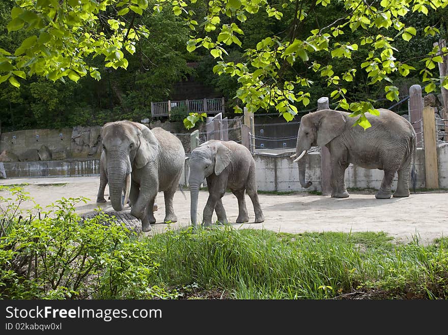 Elephants at Zoo Vienna Schoenbrunn