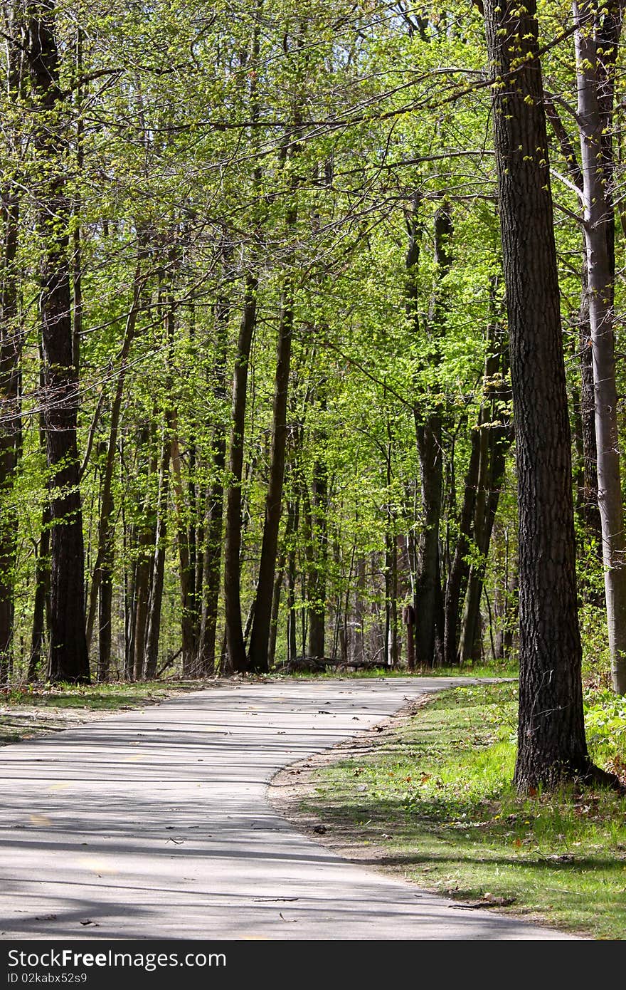 Scenic walk way through tall green trees