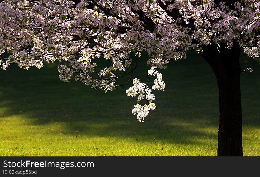 Beautiful spring bloom on tree with backlit in the park