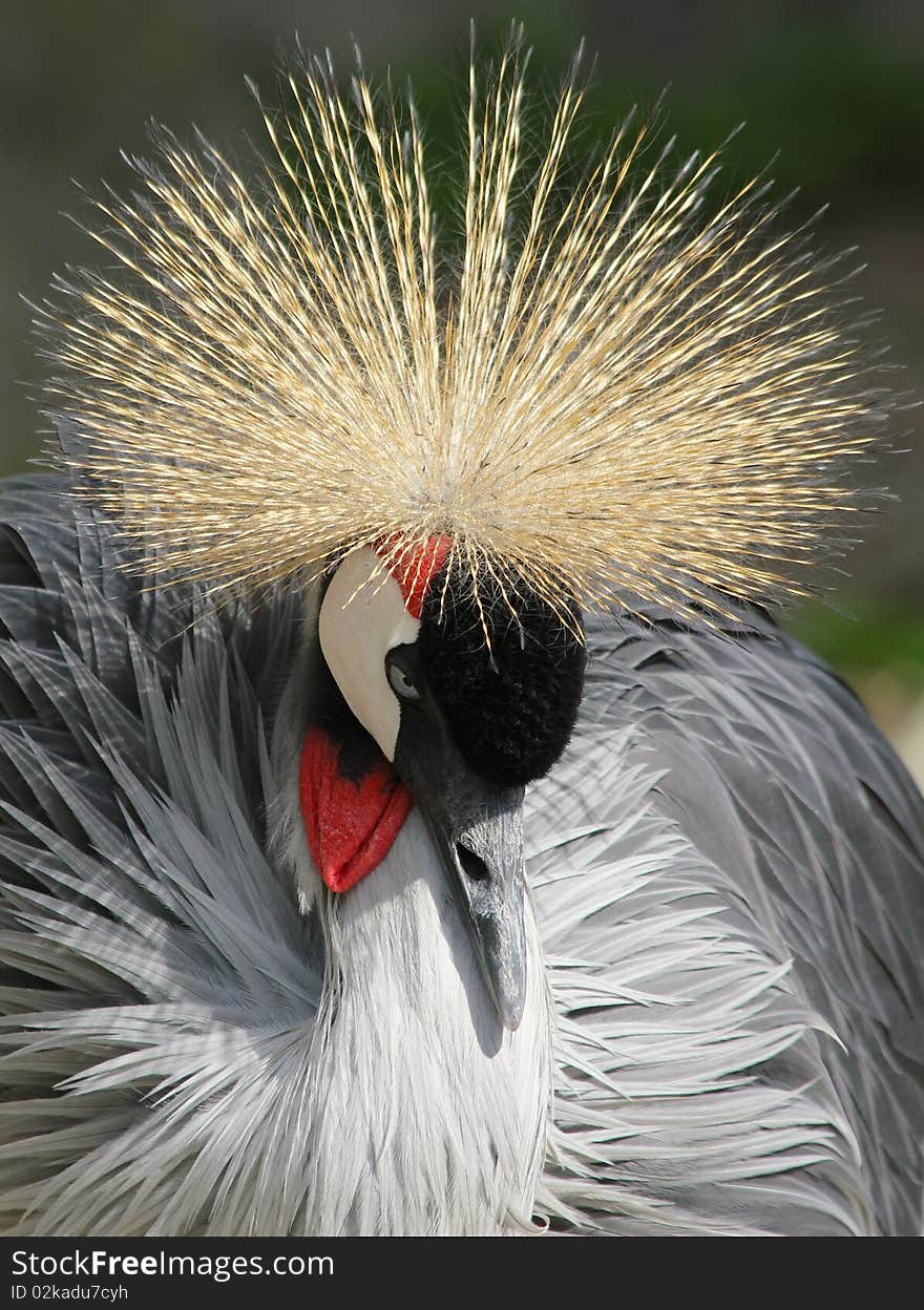 Crowned crane near diadem from the image