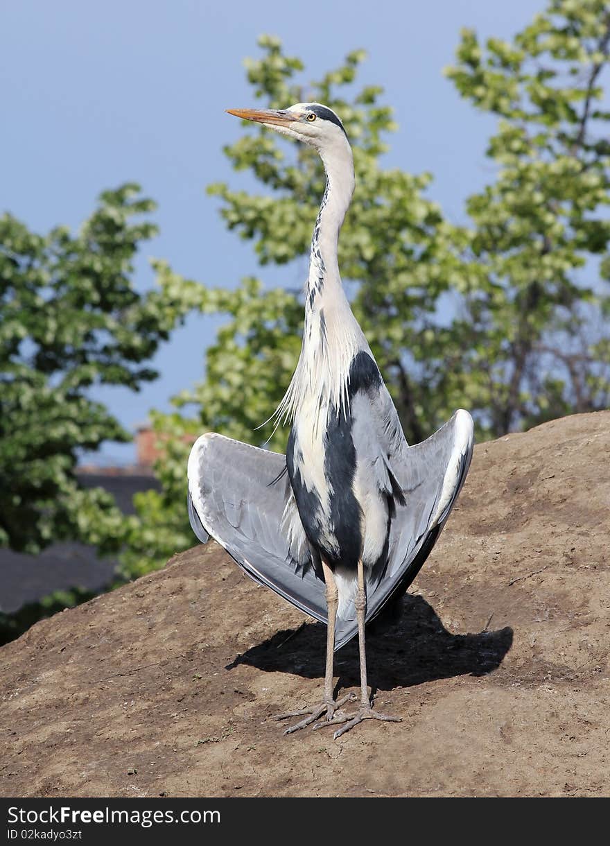 Heron neck