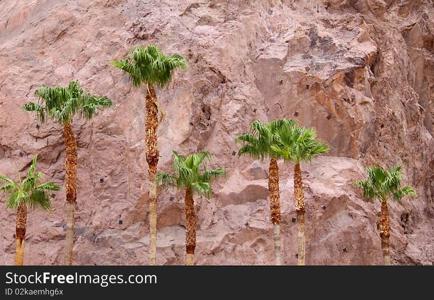 Palm trees by the red rock hill. Palm trees by the red rock hill