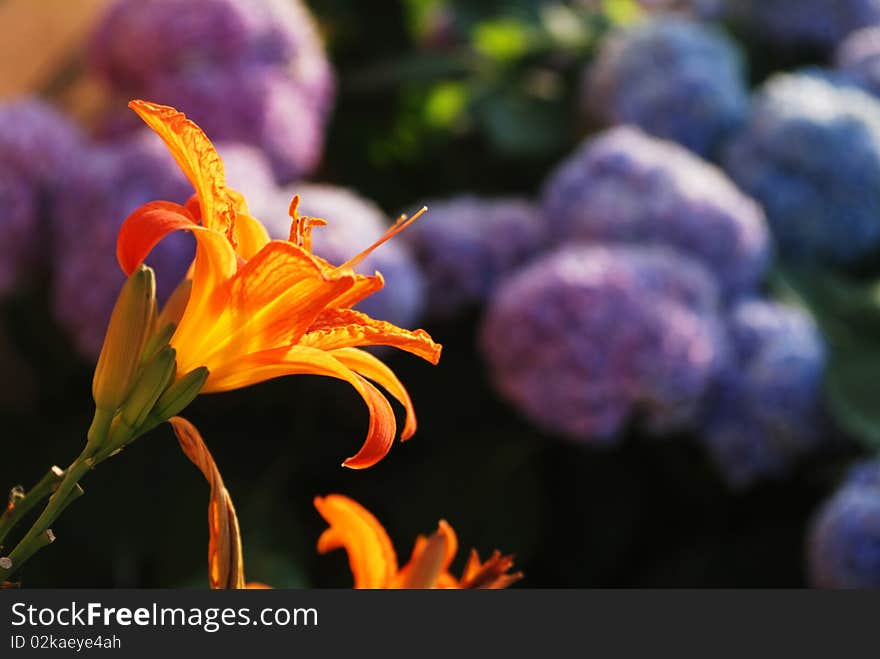 A lilium and blu hydrangea. A lilium and blu hydrangea