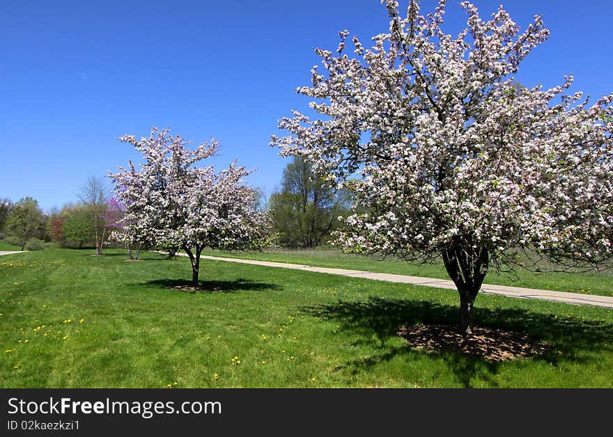 Blooming trees in the park on a bright sunny day. Blooming trees in the park on a bright sunny day