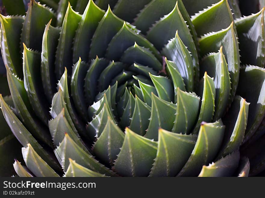 Plant Macro Close-Up