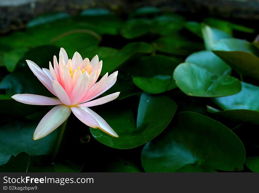 Lotus Flower