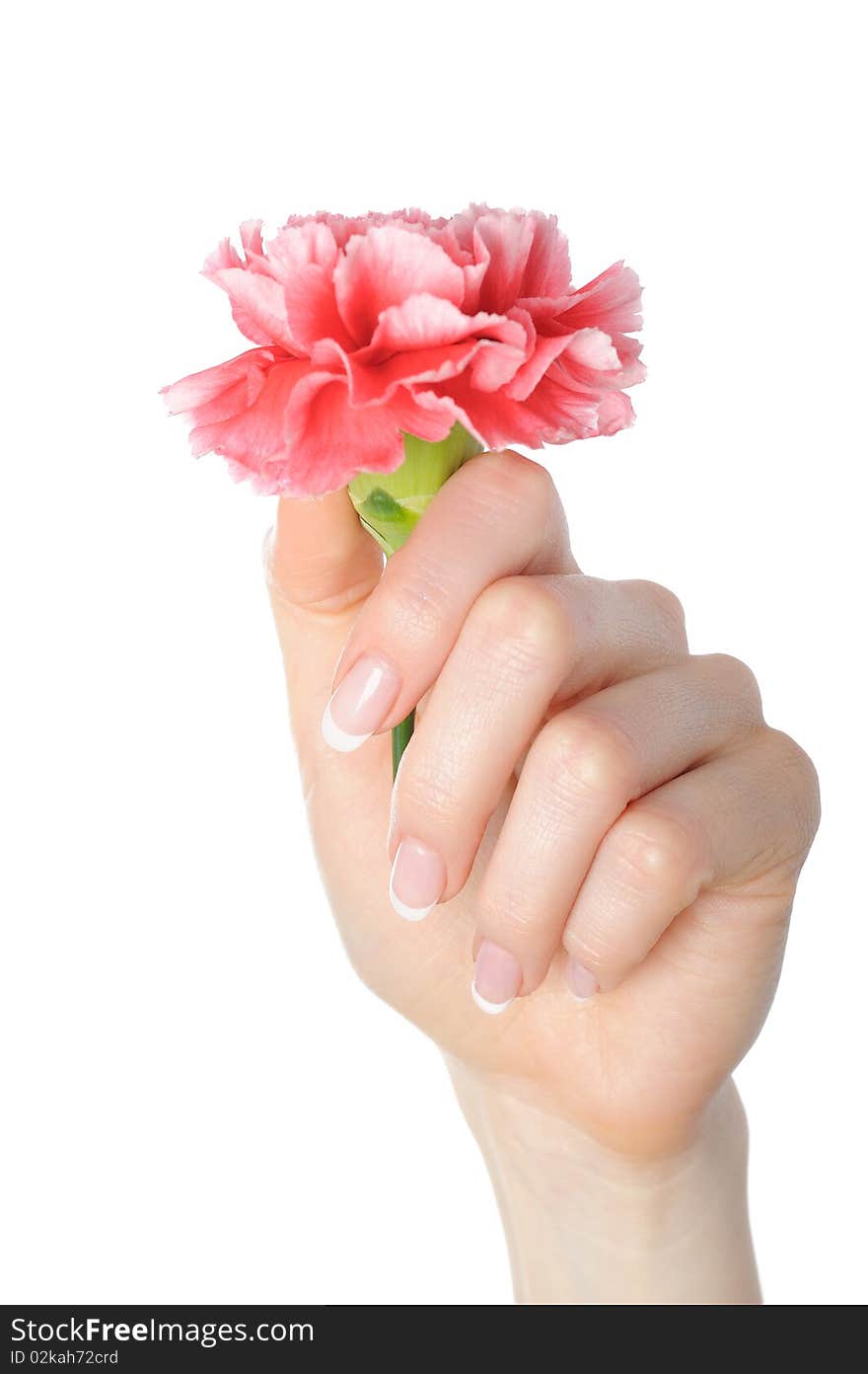 Beautiful hand with perfect french manicure on treated nails holding carnation flower. isolated on white background. Beautiful hand with perfect french manicure on treated nails holding carnation flower. isolated on white background