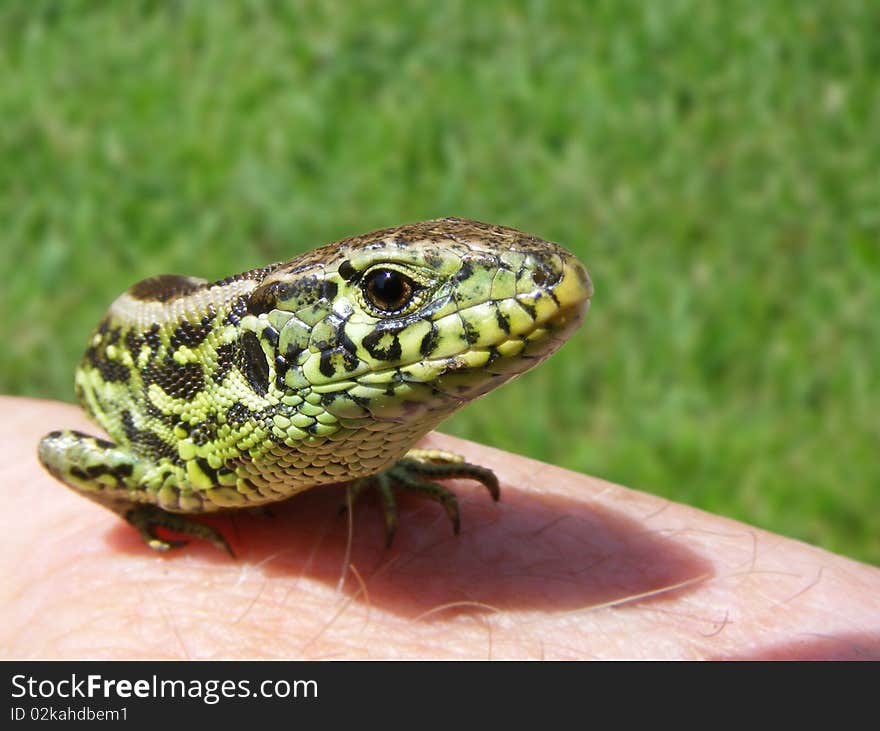 Portrait Of Lizard