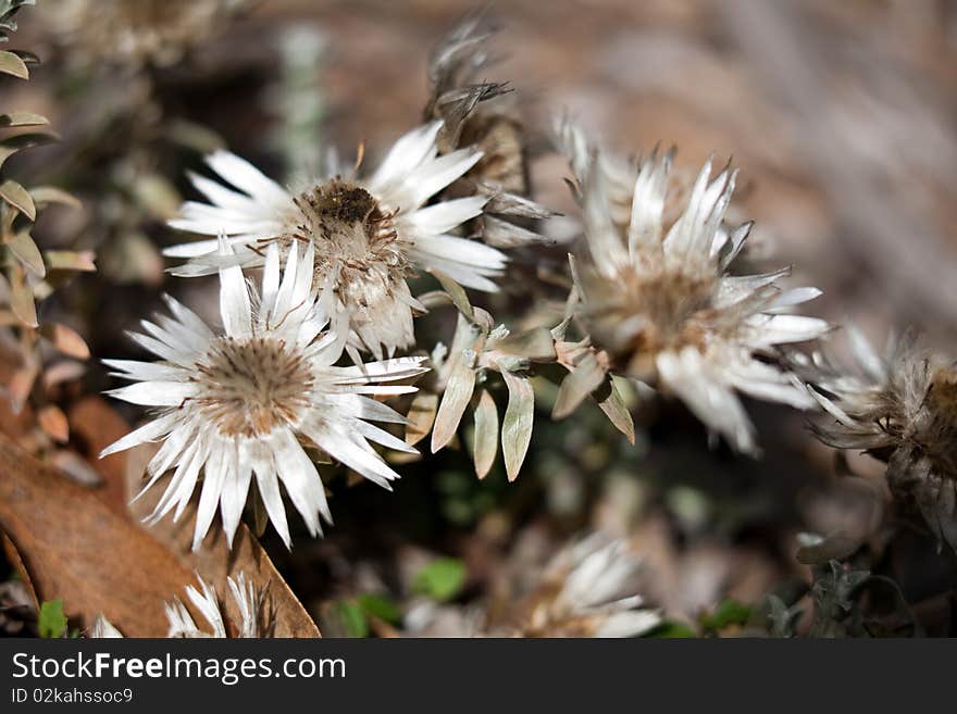 Hairy Dry Plant Macro