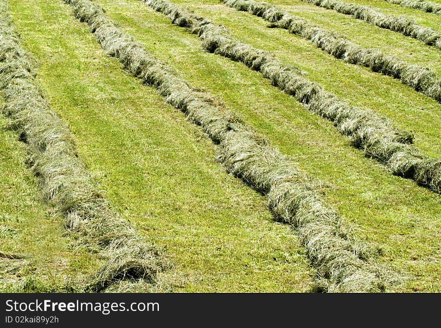 Lawn was where the grass swath