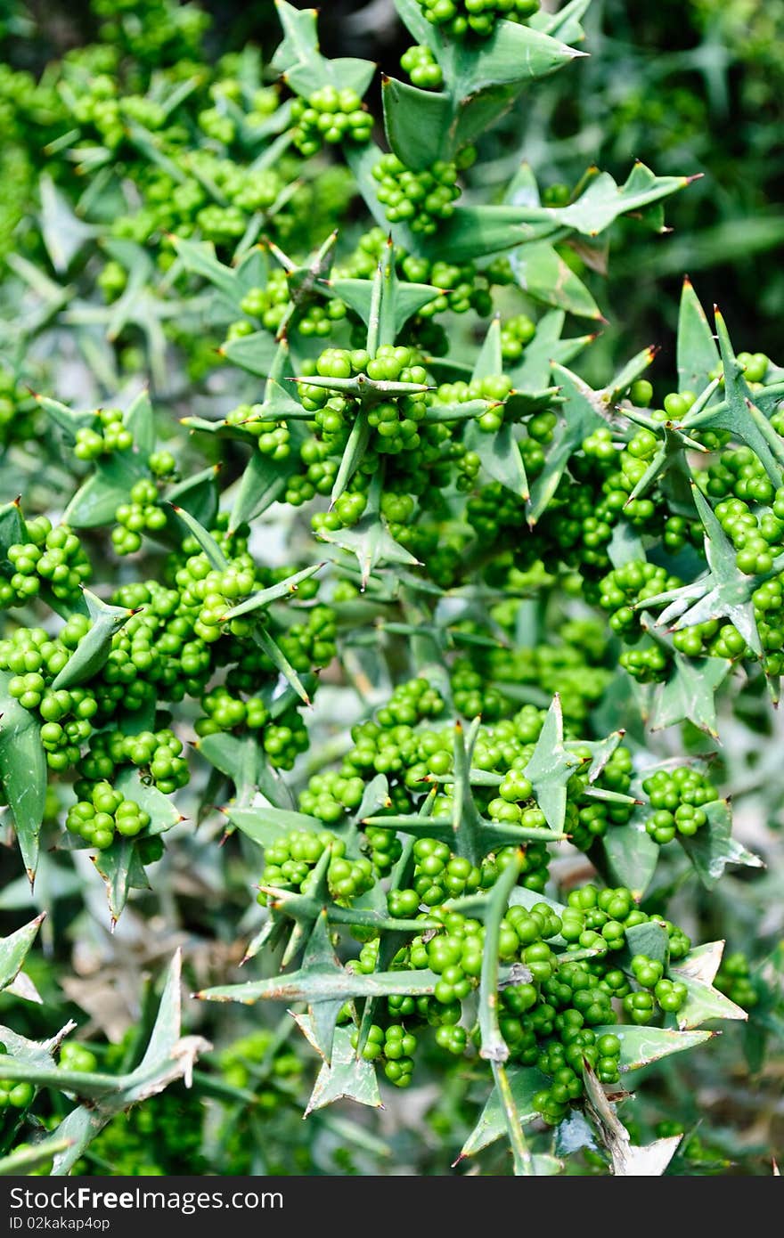 Colletia Cruciata