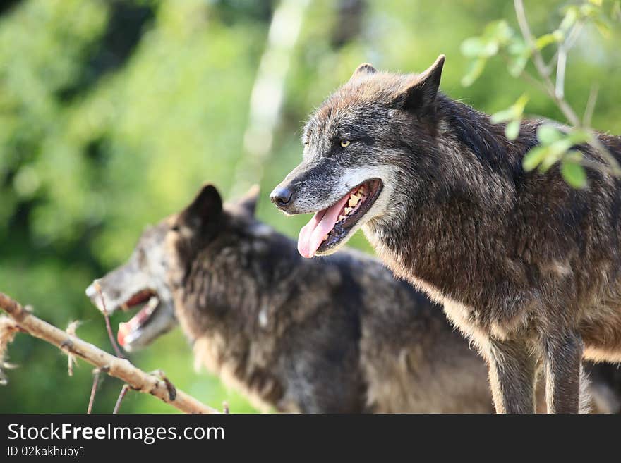 A photo of timberwolves in springtime. A photo of timberwolves in springtime