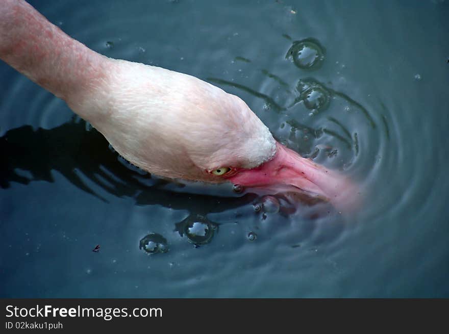 Flamingo Drinking