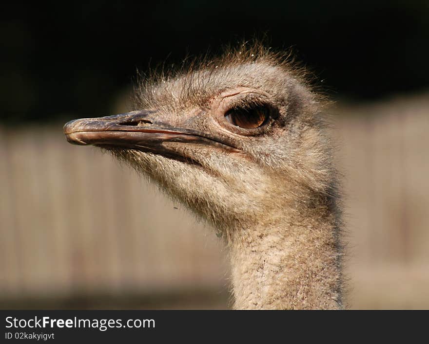 Gray Ostrich