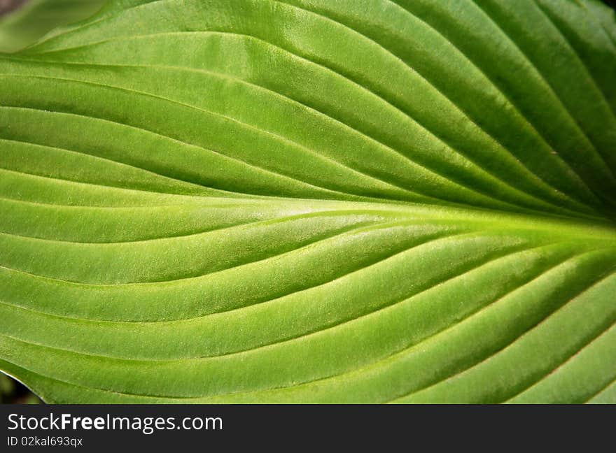 Green leaf close up as a background