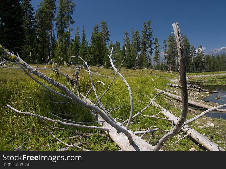 Dead trees near a pound in the national park of Yellowstone, Wyoming