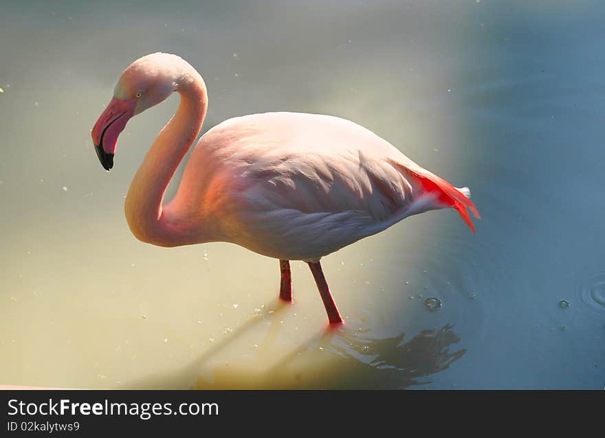 Pink flamingo