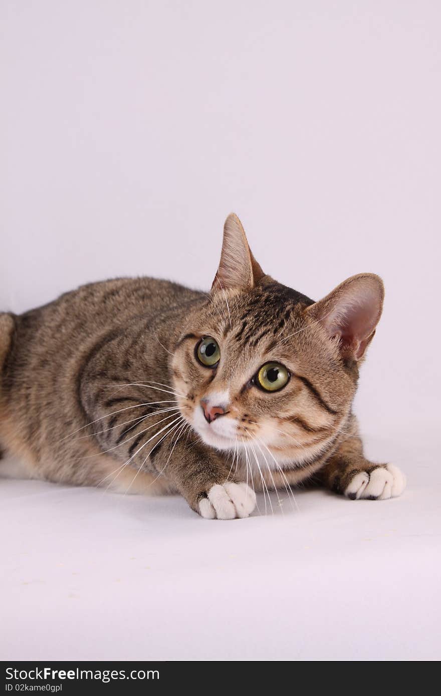 The photo of a cat which lies on a floor and observes of someone. The photo of a cat which lies on a floor and observes of someone.