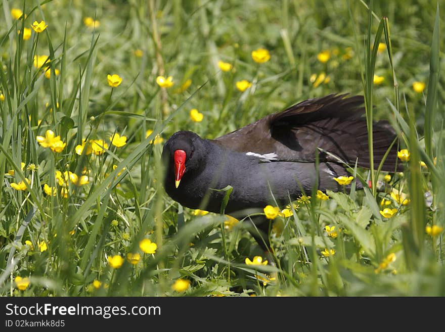 The Common Moorhen, or Common Gallinule, (Gallinula chloropus) is a bird in the Rail family with an almost worldwide distribution. It lives around well-vegetated marshes, ponds, canals, etc. The species is not found in the polar regions, or many tropical rainforests. But elsewhere the Common Moorhen is likely the most commonly seen Rail species to most people, excepting the Coot in some regions.