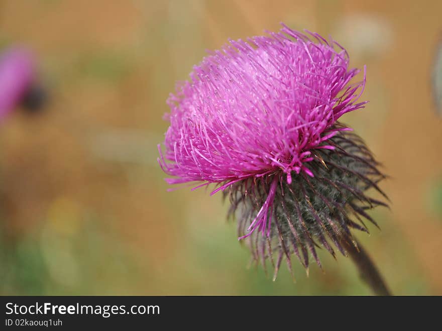 Close-up view to blooming burdocks