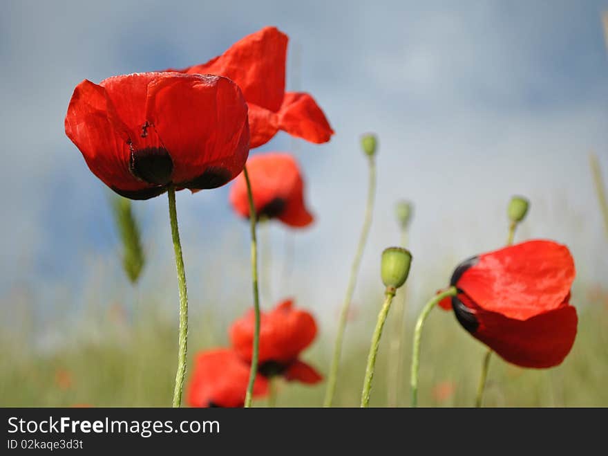 Bright red poppies in sunny day