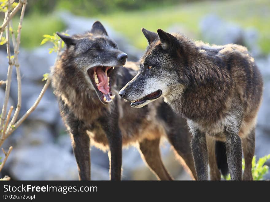 A photo of timberwolves in springtime. A photo of timberwolves in springtime