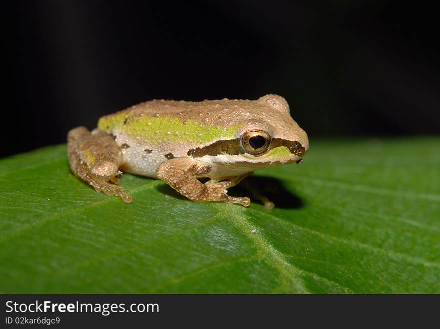 A Pacific tree frog sits on a plumeria leaf. A Pacific tree frog sits on a plumeria leaf.