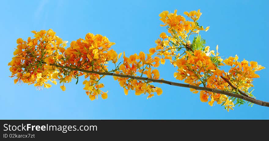 Flowers Yellow