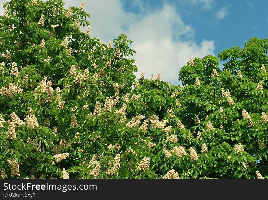 Chestnut trees