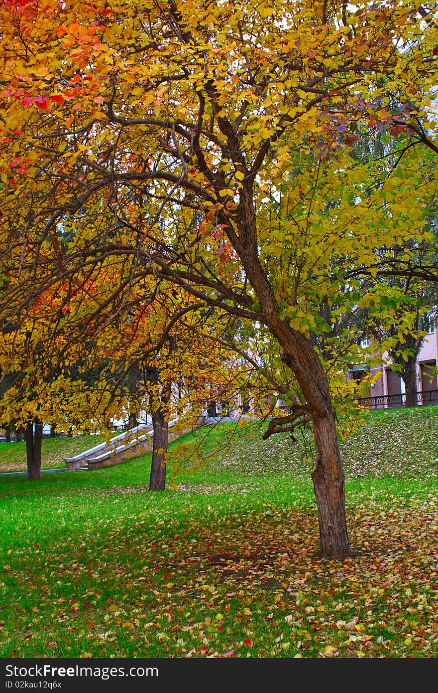 Multi-coloured tree in park. A season - autumn. Multi-coloured tree in park. A season - autumn