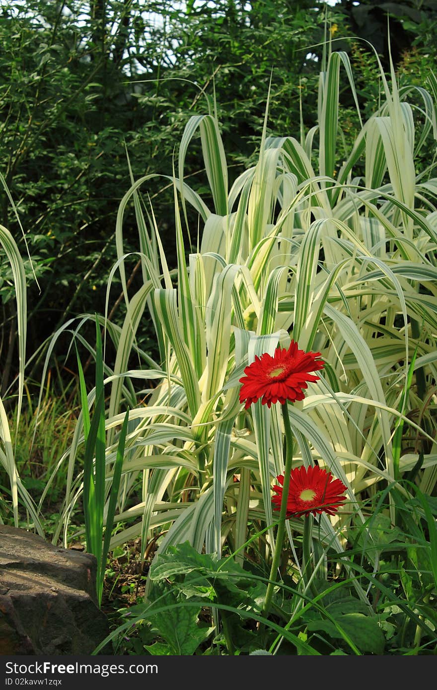 red flower in the garden, under sunlight. red flower in the garden, under sunlight