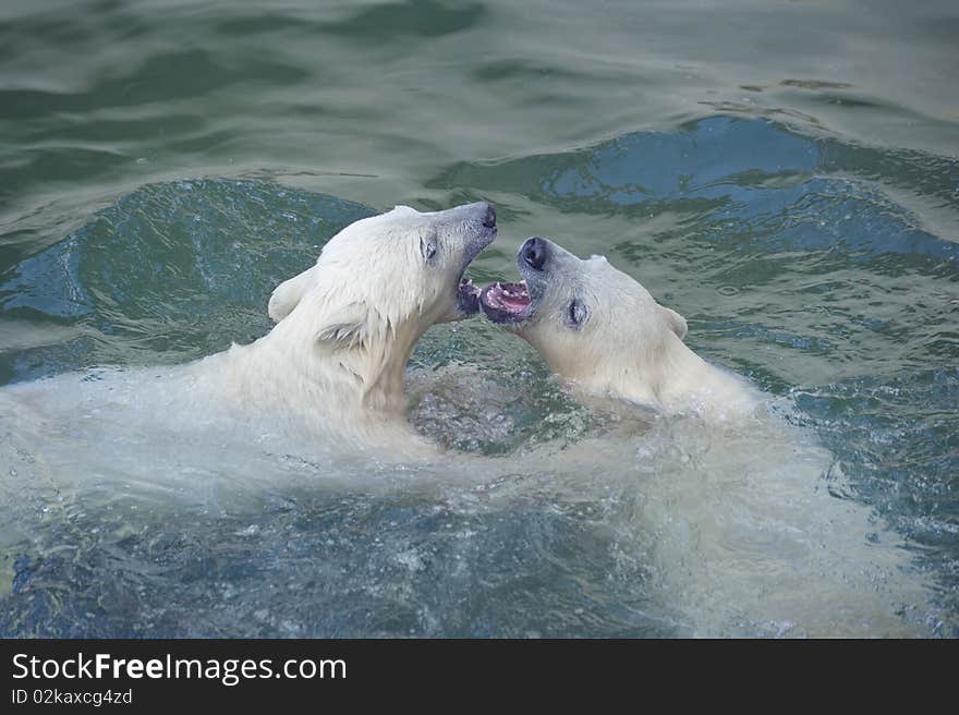 Two little white polar bears in water. Two little white polar bears in water