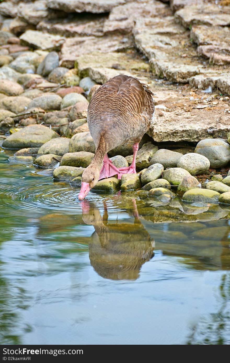 Drinking Duck