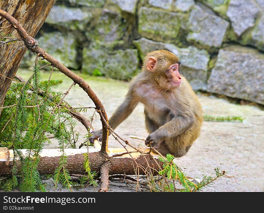 Monkey sit on the conifer