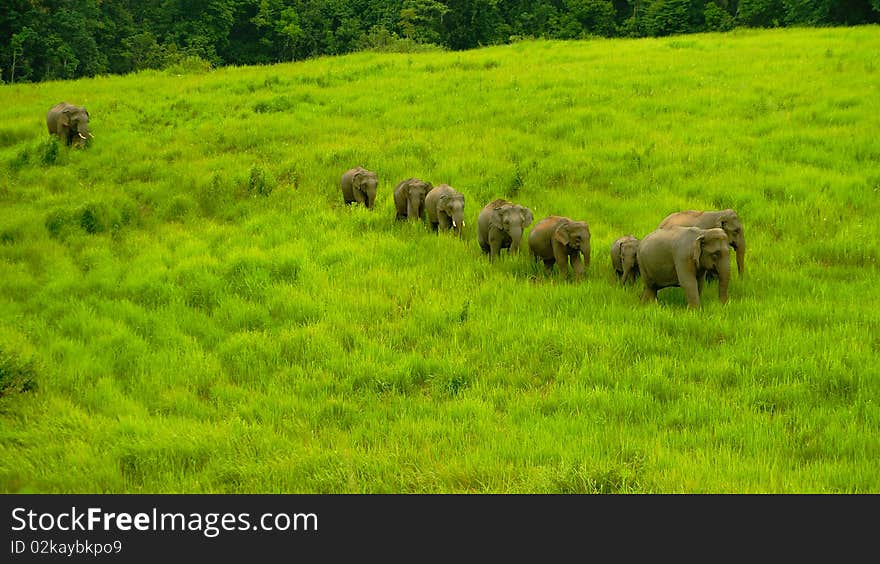 Wilds Elephant