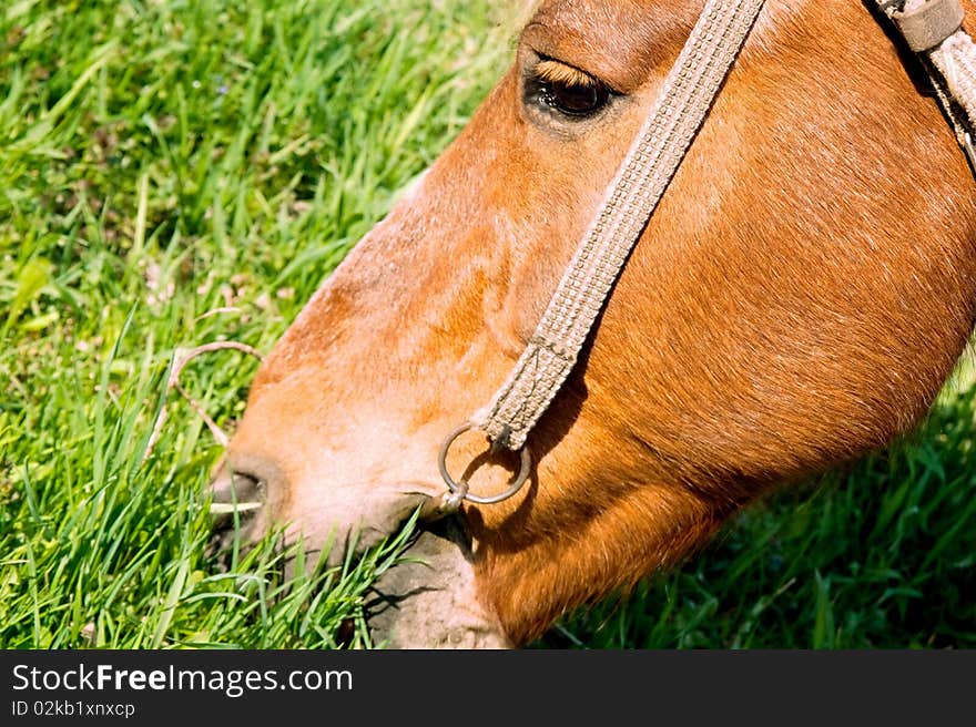 Horse munches on a bite of grass hay. If possible, please let me know how you are using my photographs! Thank you!