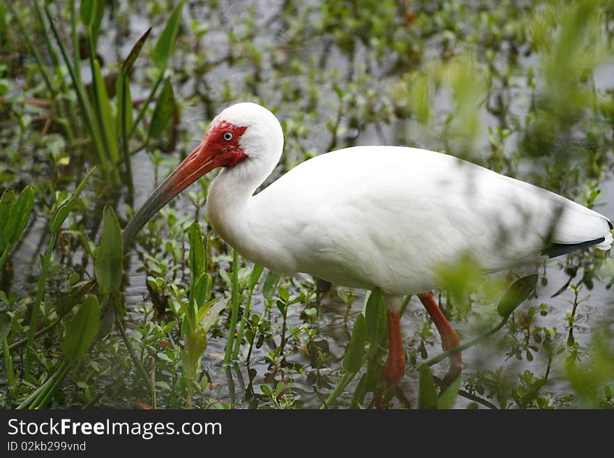 White Ibis